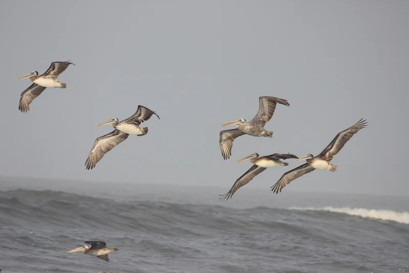 Peruvian Pelicans at Pimentel.JPG