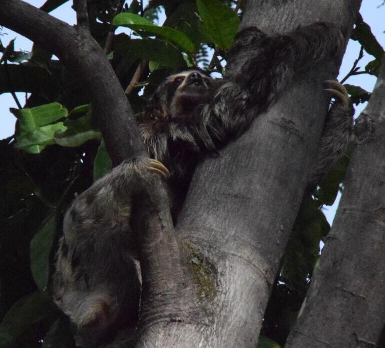 De Bruin x 2 - Tahuayo Lodge3.jpg