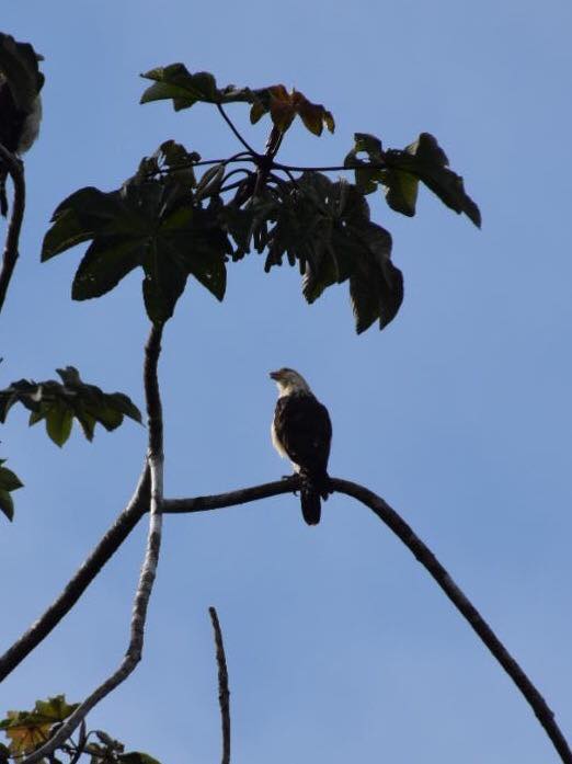 De Bruin x 2 - Tahuayo Lodge4.jpg