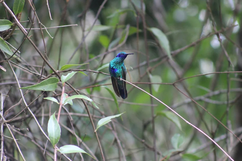 Tarapoto - Trujillo 9D - Huembo Reserve Hummingbird 4.jpg