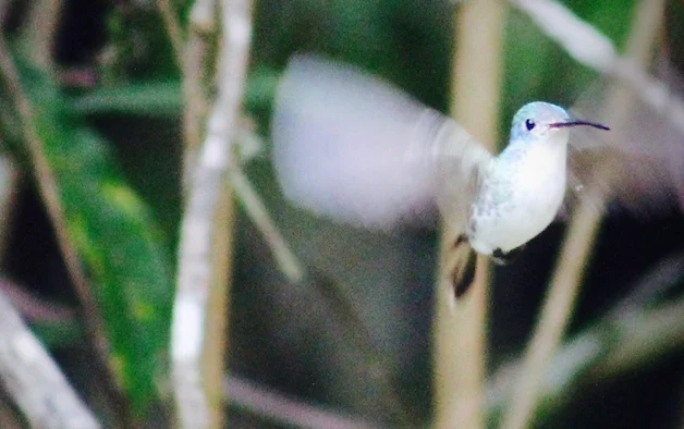 Tarapoto - Trujillo 9D - Huembo Reserve Hummingbird 3.jpg