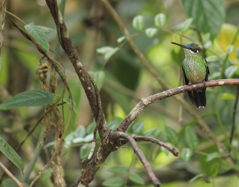 Tarapoto - Trujillo 9D - Huembo Reserve Hummingbird.jpg