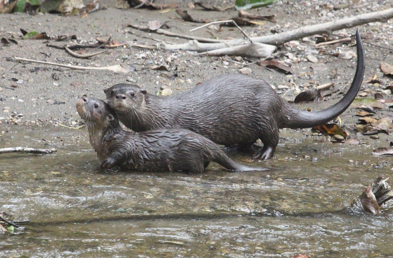 Neotropical River Otters.jpg