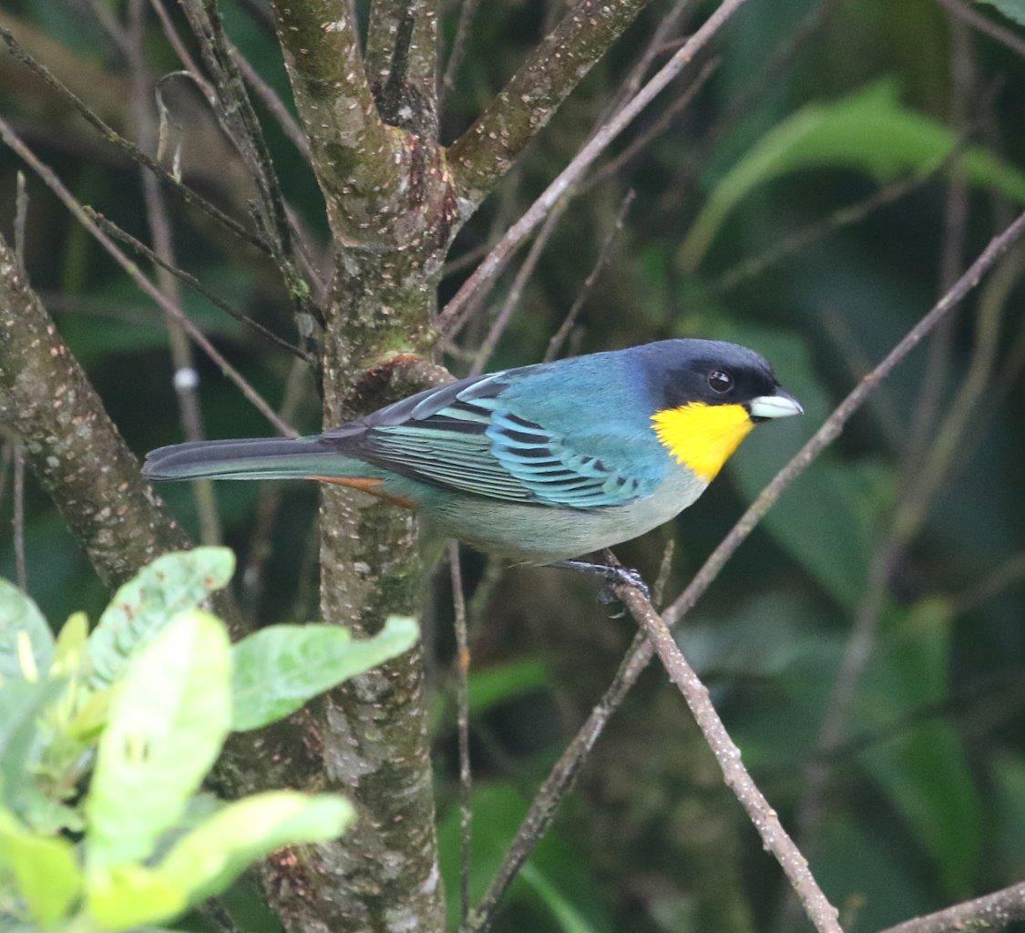 Yellow-throated Tanager.jpg