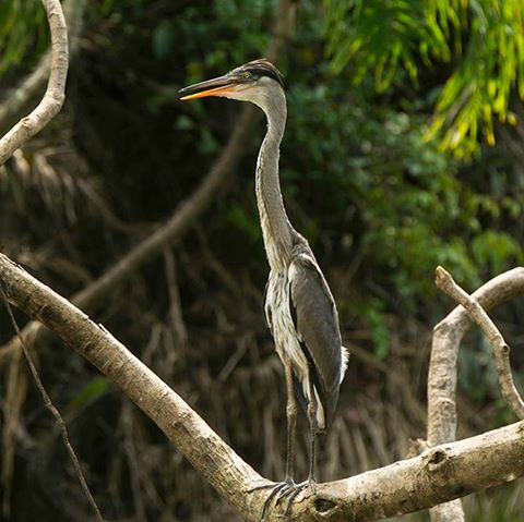 Cocoi Heron - Tahuayo Lodge.jpg