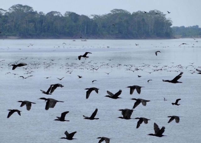 Cormorants in flight in Amazonia.jpg
