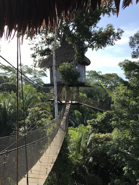 Kim & Josh Ford - Treehouse Lodge & Mapi Testimonial - Treehouse Canopy.jpg