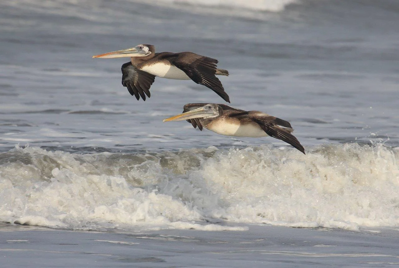 Chiclayo-Tarapoto Birding 15D - Peruvian Pelicans.jpg