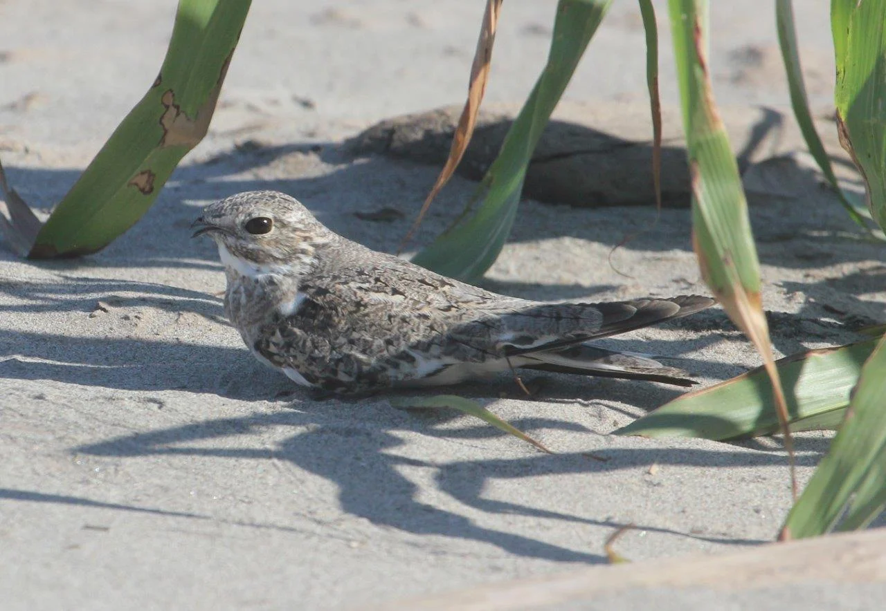 Sand-coloured Nighthawk.