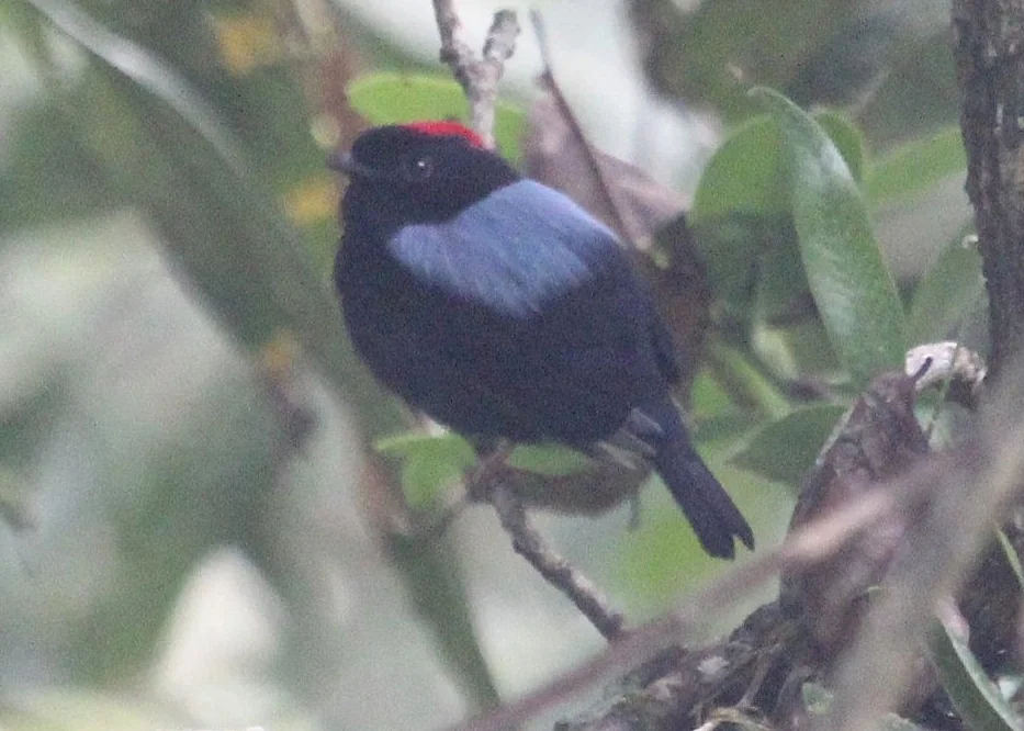 Yungas Manakin.