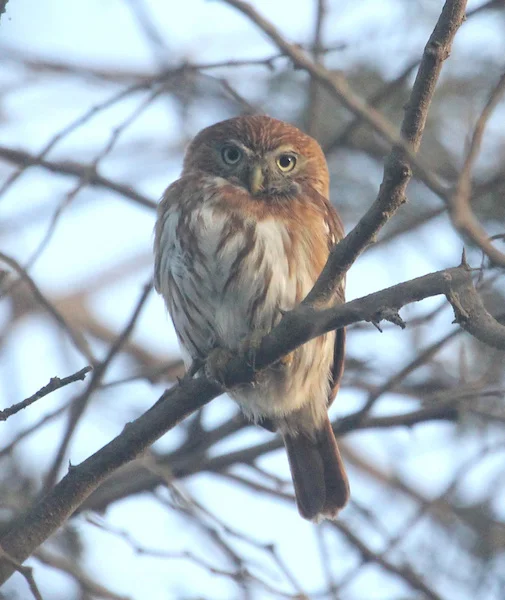 Peruvian Pygmy Owl at Gotas de Agua Reserve.