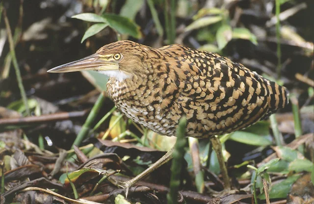 Fasciated Tiger-Heron near Bellavista.