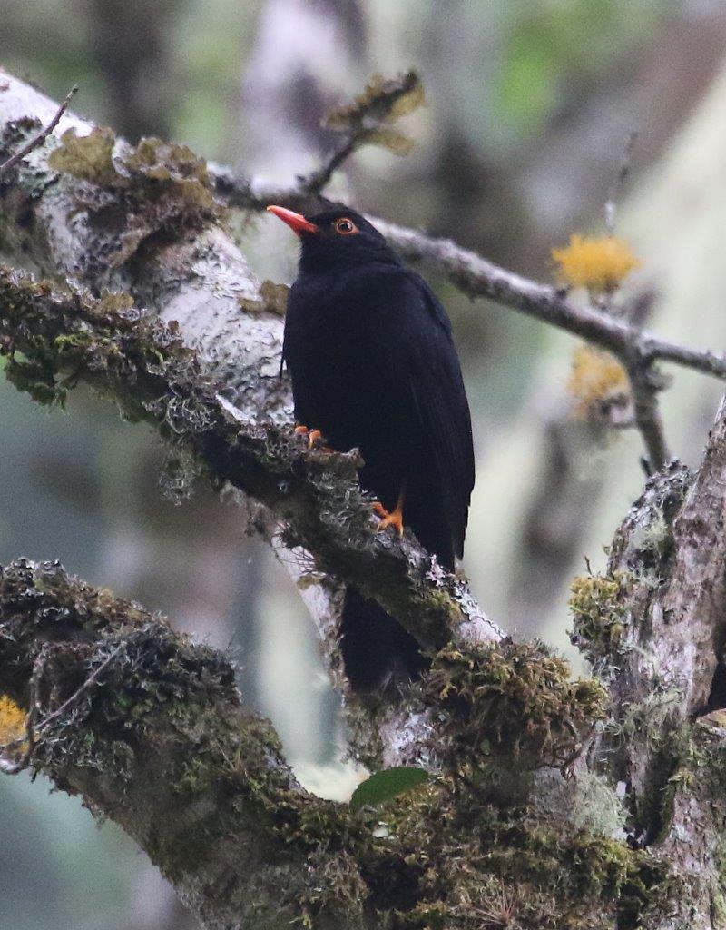 Northern Andes & Marañon Endemics 6D