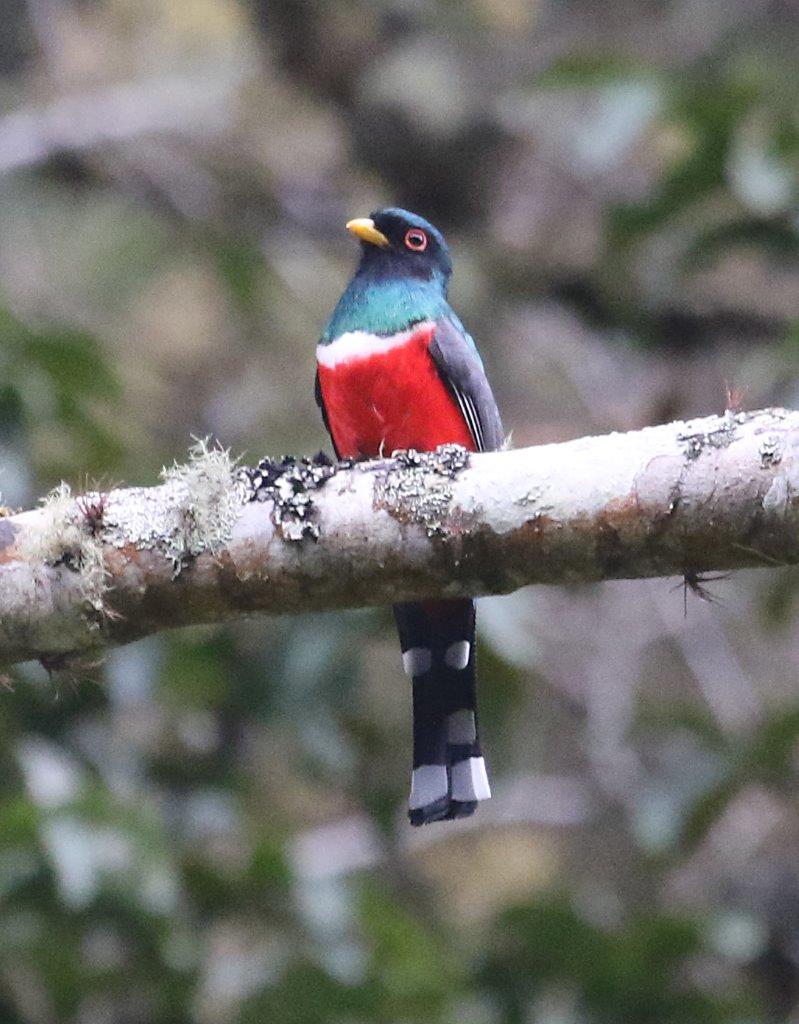 Northern Andes & Marañon Endemics 6D