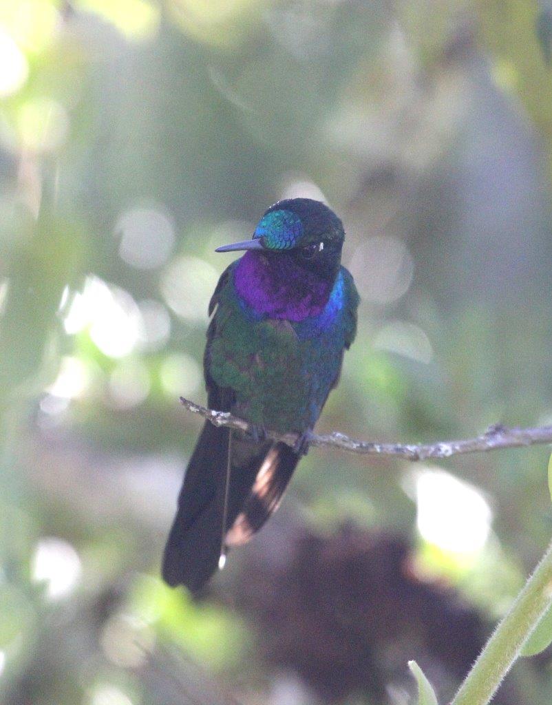 Northern Andes & Marañon Endemics 6D