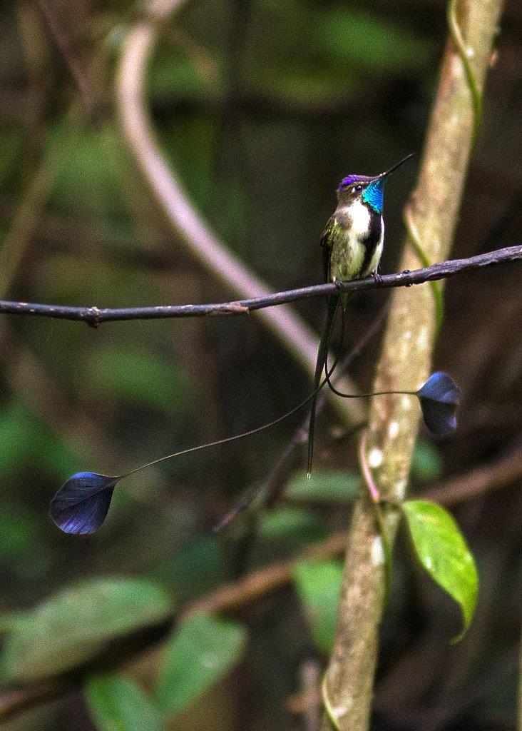 Northern Peru Birding Route 15D