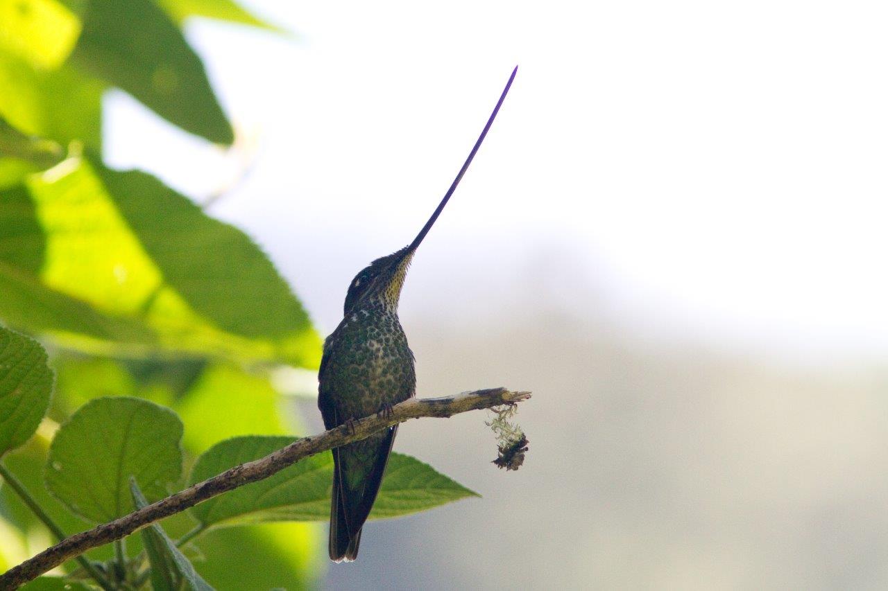 Northern Peru Birding Route 15D