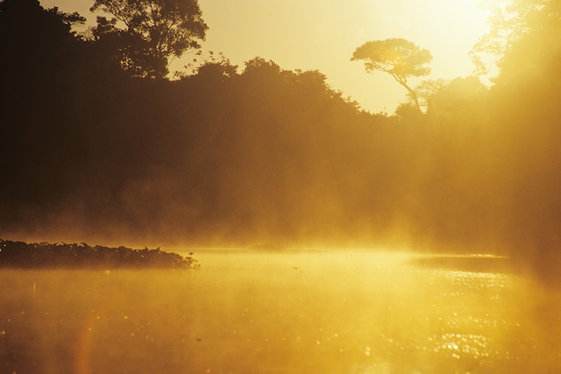 Amazon Lowlands Birding 4D