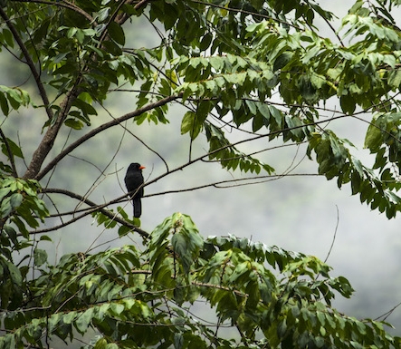 Mountain Rainforests & Dry Forest 4D