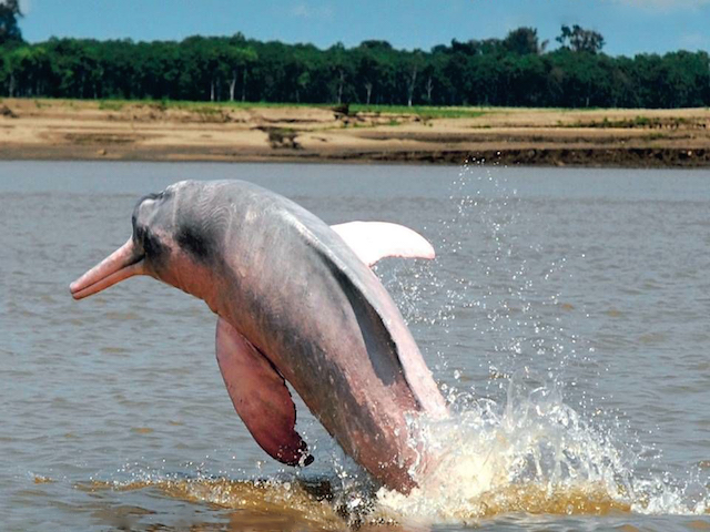 Amazon River Dolphins Northern Peru Iquitos Loreto Muyuna Grand Amazon Tahuayo Lodges Northern Peru Amazonia Tours Kuelap Gocta Amazon River Cruises Lodges