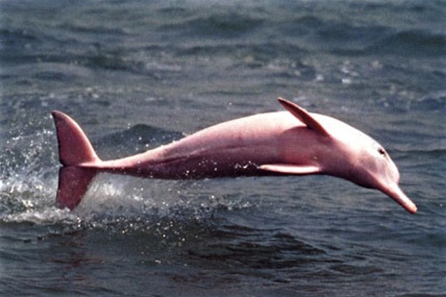 Amazon River Dolphins | Northern Peru | Iquitos, Loreto | Muyuna, Grand  Amazon, Tahuayo Lodges — Northern Peru & Amazonia Tours | Kuelap & Gocta |  Amazon River Cruises & Lodges