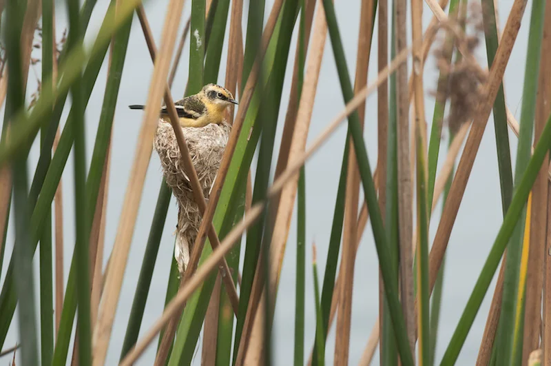 A Many-Coloured Rush Tyrant nesting in Totora Reed. 