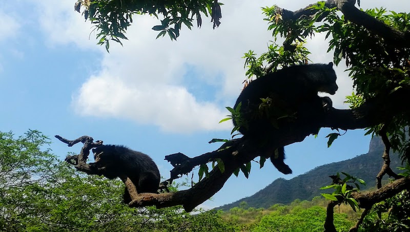 2 Spectacled Bears in Tree - Chaparri Ecological Reserve.jpg