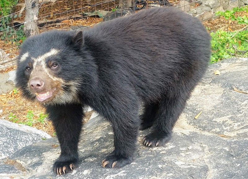 Spectacled Bear - Chaparri Ecological Reserve Enclosure.jpg
