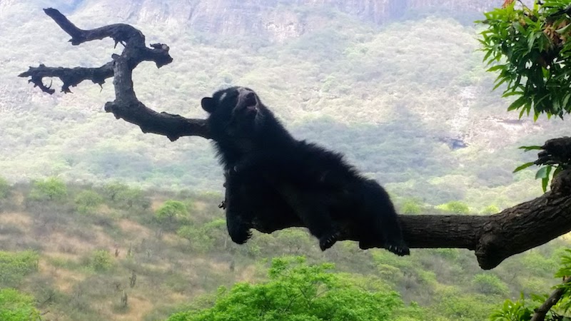 Spectacled Bear in Tree - Chaparri Ecological Reserve.jpg