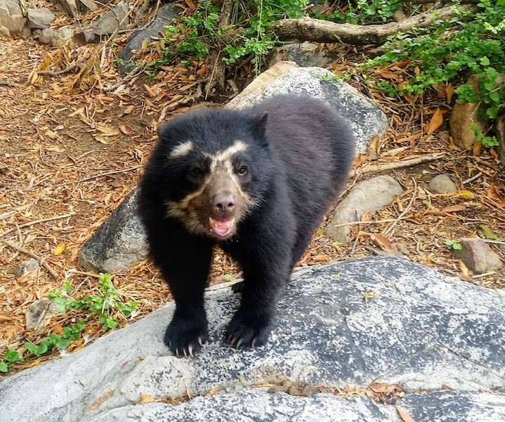 10 Facts About Spectacled Bears | Inspiration for Paddington | Dry & Cloud  Forest | Chaparri, Manu — Northern Peru & Amazonia Tours | Kuelap & Gocta |  Amazon River Cruises & Lodges