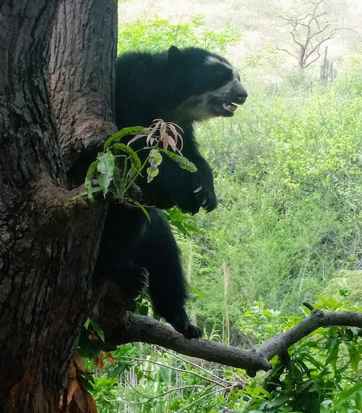 Spectacled Bear on Tree Branch- Chaparri Ecological Reserve.jpg