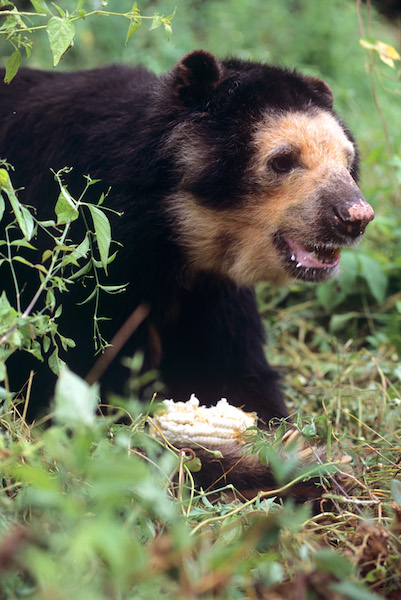 Spectacled Bear on Ground - Chaparri Ecological Reserve.jpg