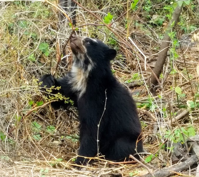 Spectacled Bear seeking food - Chaparri Ecological Reserve.jpg