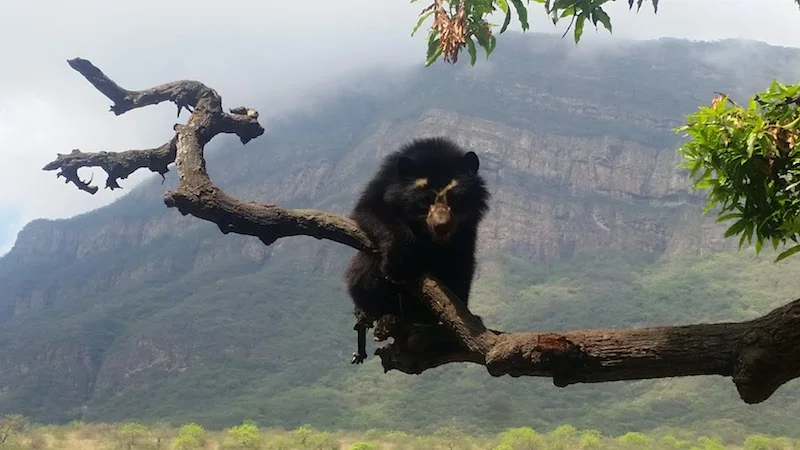 Spectacled Bear with Chaparri Mountain in background.