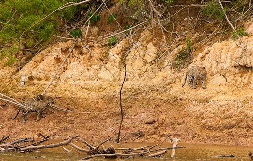 Two jaguars sighted on Tambopata River.