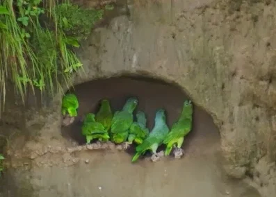 Parrots at clay lick, Napo River, Ecuador.