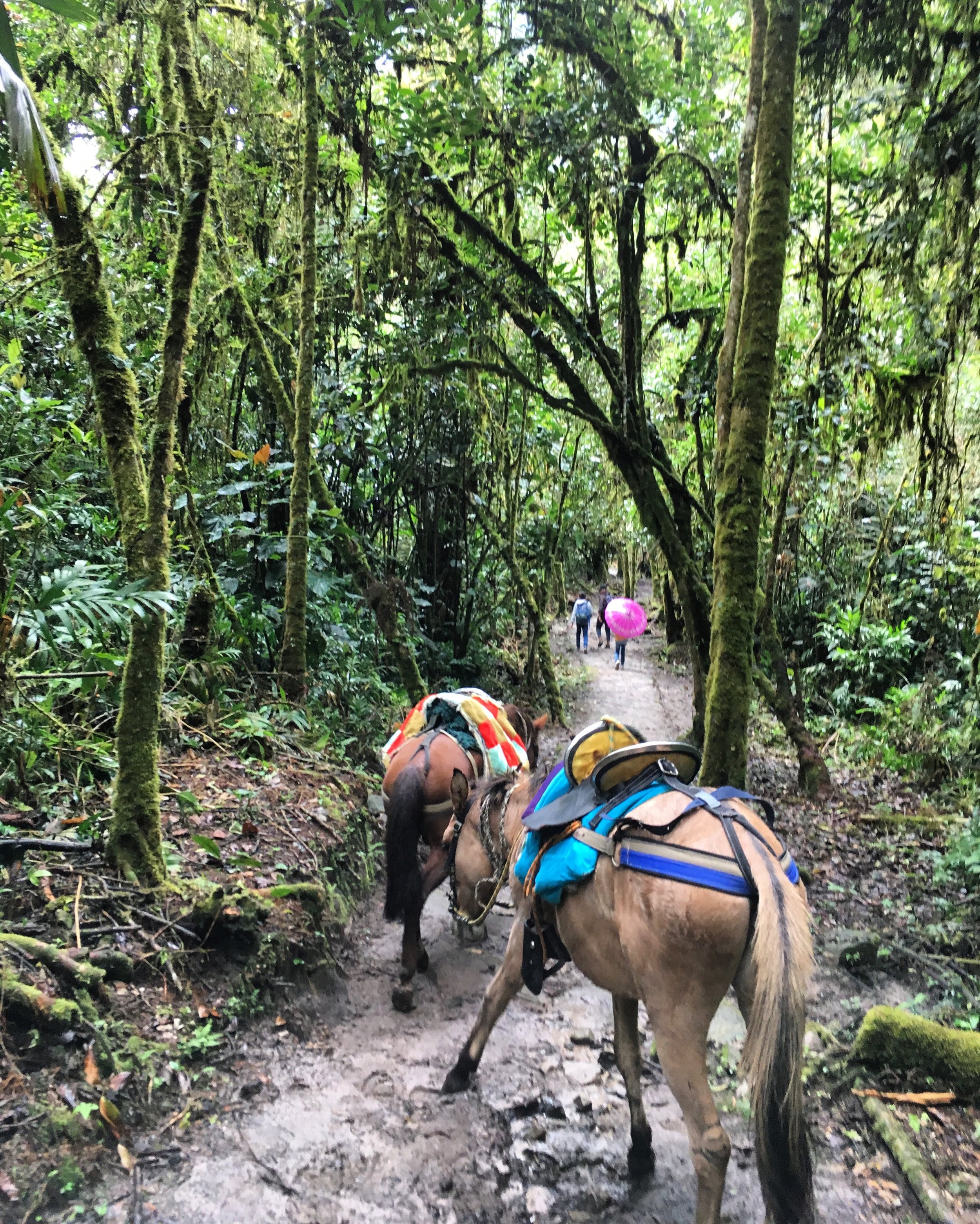 Levy & Evers - Chachapoyas Testimonial - Gocta Falls Horses.jpg