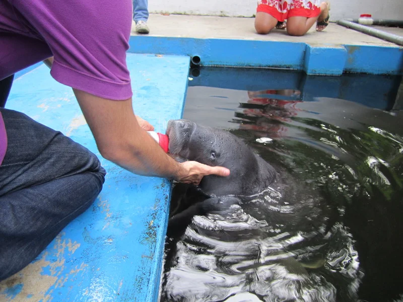 Amazonian Manatee Rescue Centre Photos Iquitos Nauta Loreto Northern Peru Amazonia Tours Kuelap Gocta Amazon River Cruises Lodges