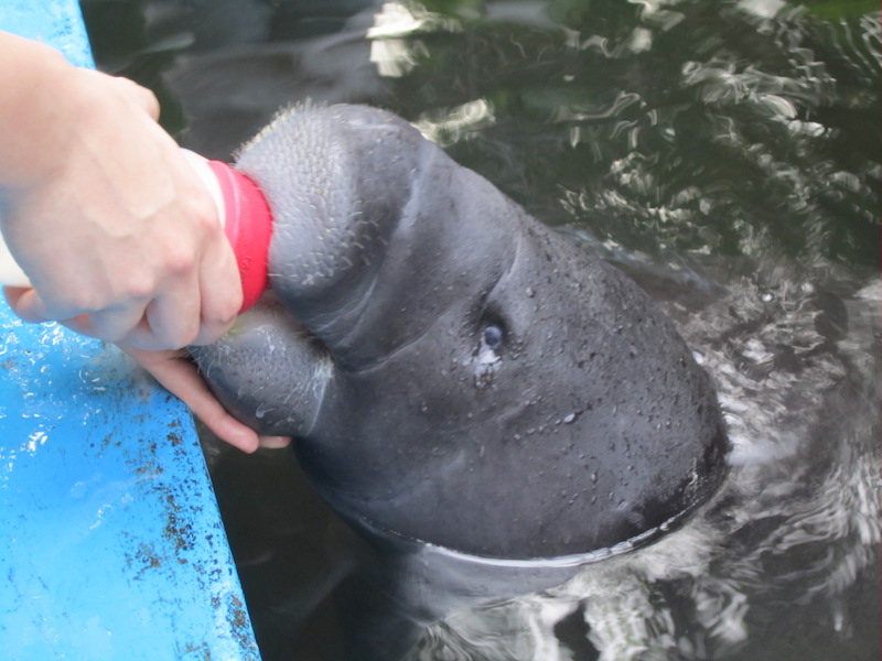 Amazonian Manatee Rescue Center, Iquitos