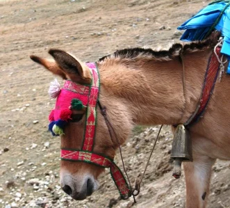 Santa Cruz Trek - Donkey.jpg