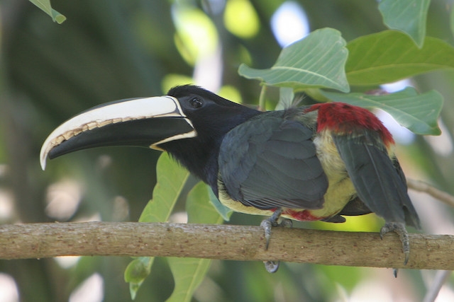 Northern Peru Birding Route 21D