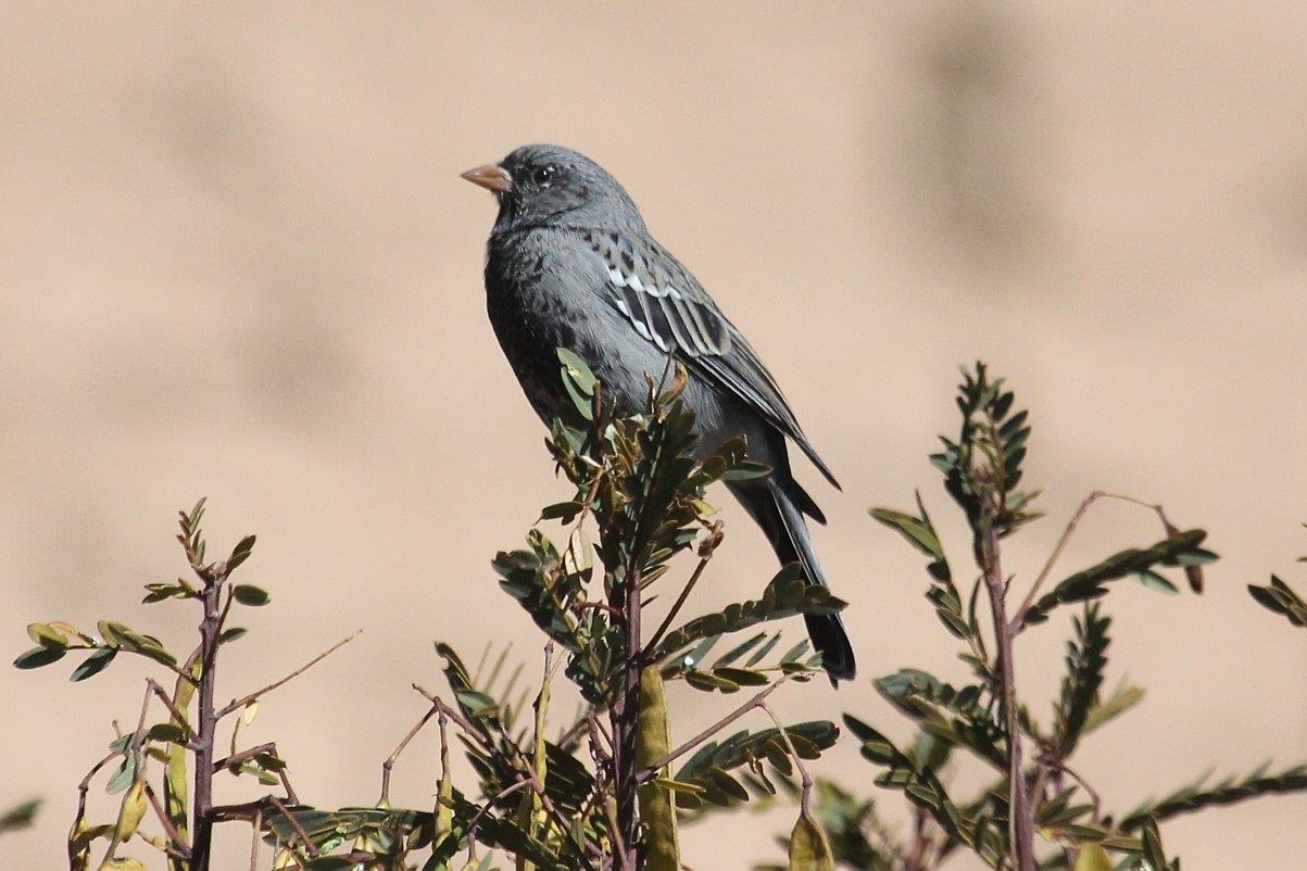 Northern Peru Birding Route 15D