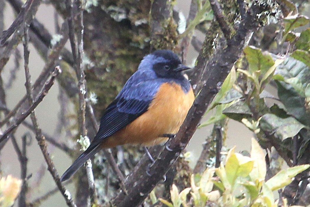 Northern Andes & Marañon Endemics 6D