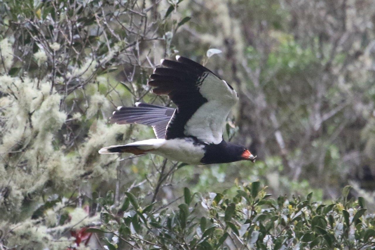 Northern Andes & Marañon Endemics 6D