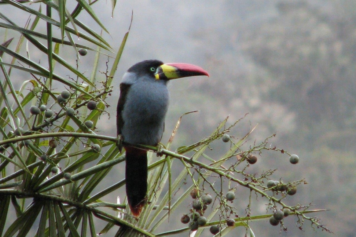 Northern Andes & Marañon Endemics 6D