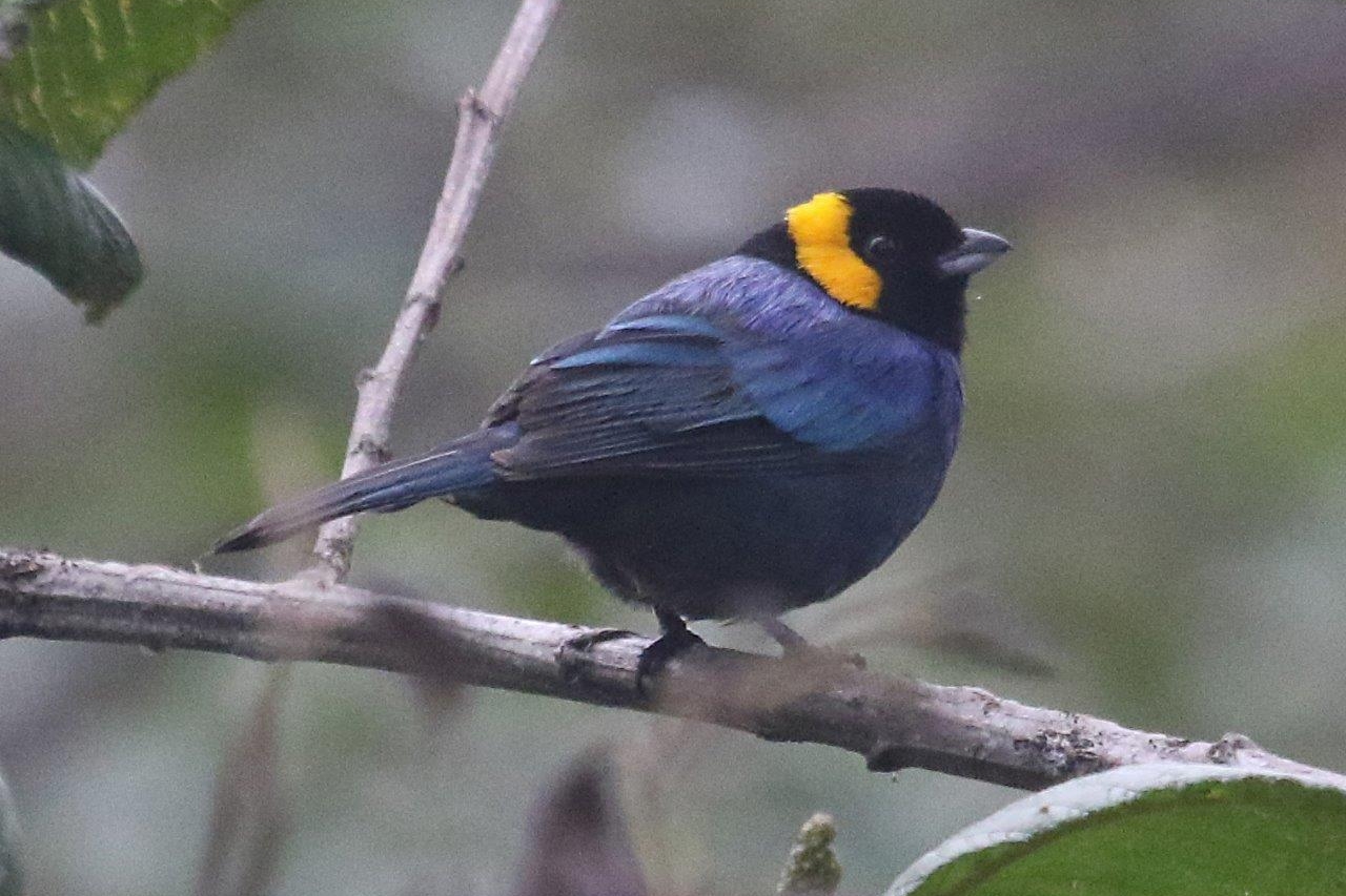 Northern Andes & Marañon Endemics 6D