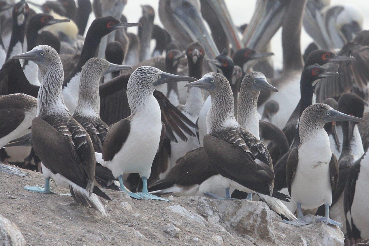 Andean Valleys & Pacific Coast 5D