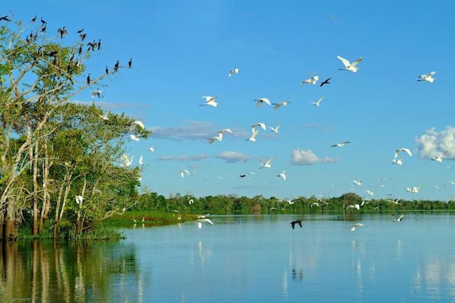 Amazon Lowlands Birding 4D