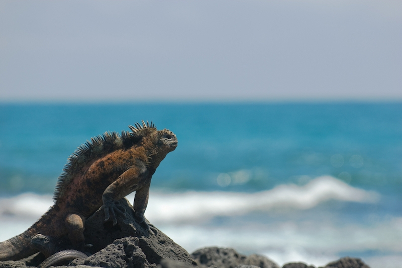 Galapagos Islands 5D