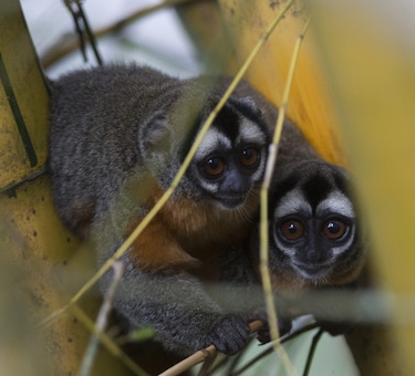 Musmuqui o mono nocturno en el Parque Nacional Yanachaga - Chemillén.jpg